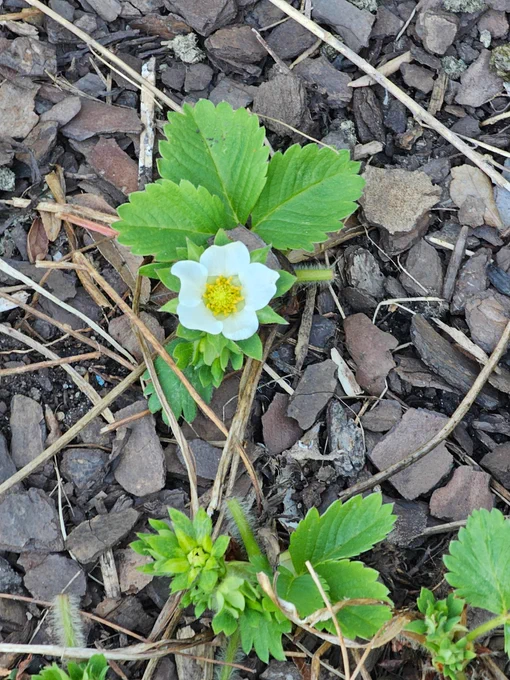 One white strawberry bloom on plant on a mulched background