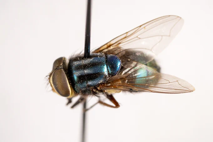 A close-up image of a metallic green and blue fly mounted on a pin against a plain background. The insect's wings are translucent and veined, its body has a shiny, iridescent appearance, and its large compound eyes are clearly visible.