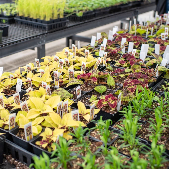 Trays of various potted plants, including yellow and red-leaved varieties, displayed in a greenhouse setting.