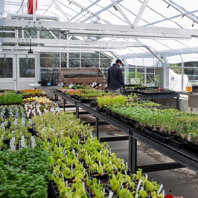 A large greenhouse filled with rows of potted plants and seedlings, with a person visible in the background.