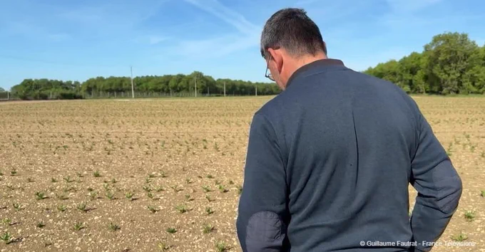 À cause du manque de précipitations, les agriculteurs craignent pour leurs récoltes.