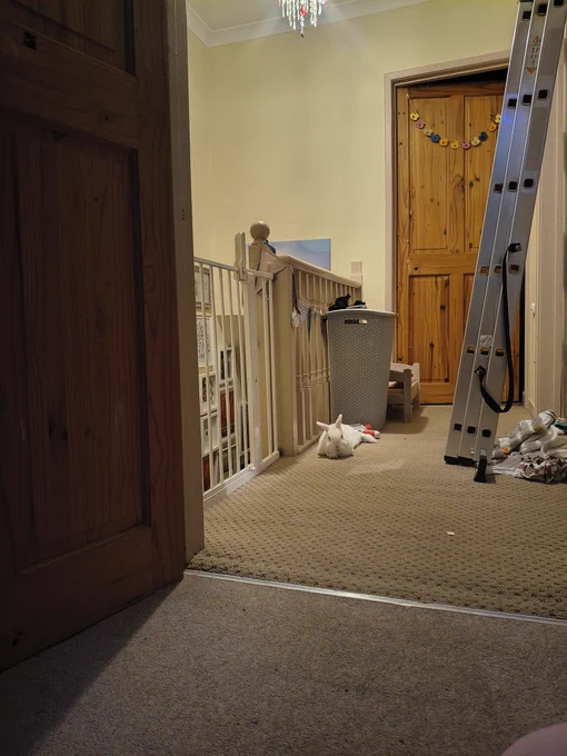 White Netherlands dwarf rabbit laid on a beige carpet on a landing upstairs in a house. To his right are the banisters and a baby gate which is closed to the top of the stairs. Behind him is a pine door. To his left are done metal ladders leading against the wall. He is laid with his back legs out to the side and his head up looking towards the camera.
