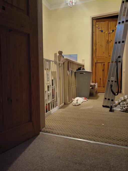 White Netherlands dwarf rabbit laid on a beige carpet on a landing upstairs in a house. To his right are the banisters and a baby gate which is closed to the top of the stairs. Behind him is a pine door. To his left are done metal ladders leading against the wall. He is laid with his back legs out to the side and his head is laid on the floor.