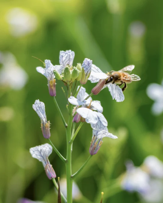 A bee in flight approaching small white flowers in a natural outdoor setting of a Marchesi Frescobaldi vineyard.