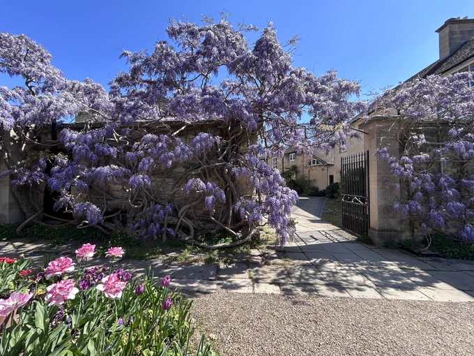 Wisteria in full bloom