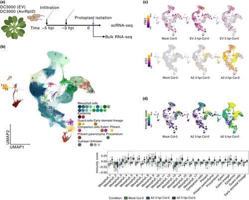 Fig. 1 Single-cell RNA-seq atlas of Arabidopsis thaliana leaves during early Pseudomonas syringae infection.