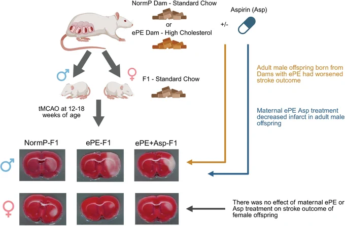Graphic abstract in Hunt et al.