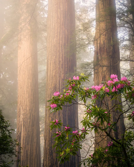 A perfect morning with coastal fog moving through the towering redwood forest with pink rhododendrons blooming.
