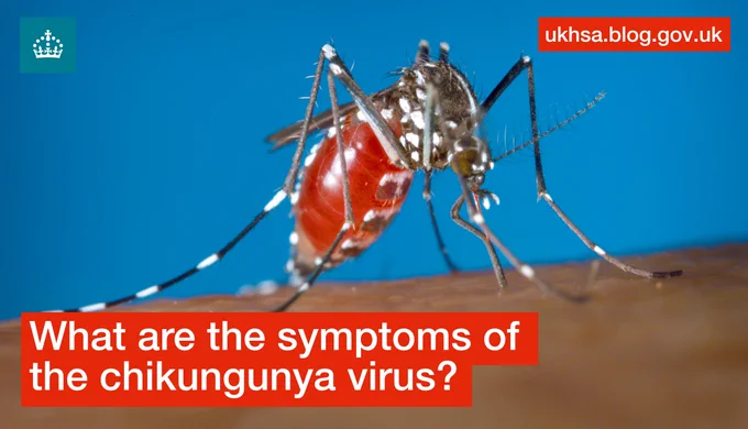Mosquito feeding on exposed skin. Text on the image says 'What are the symptoms of the chikungunya virus?'