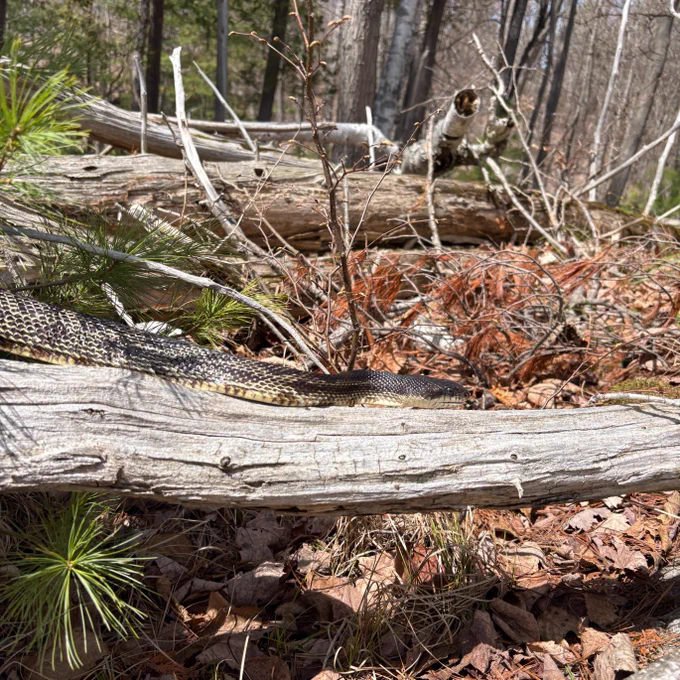 Gray Ratsnake slithering across a log over fallen leaves.