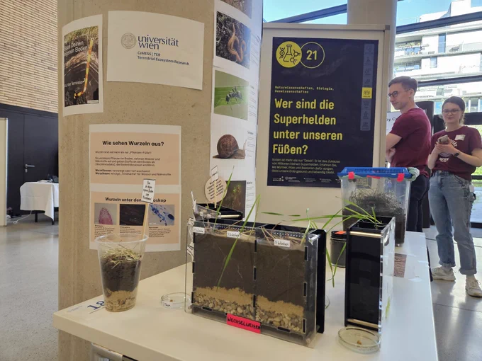 Part of our science booth, showing wheat grown in rhizoboxes and infos about soil animals.