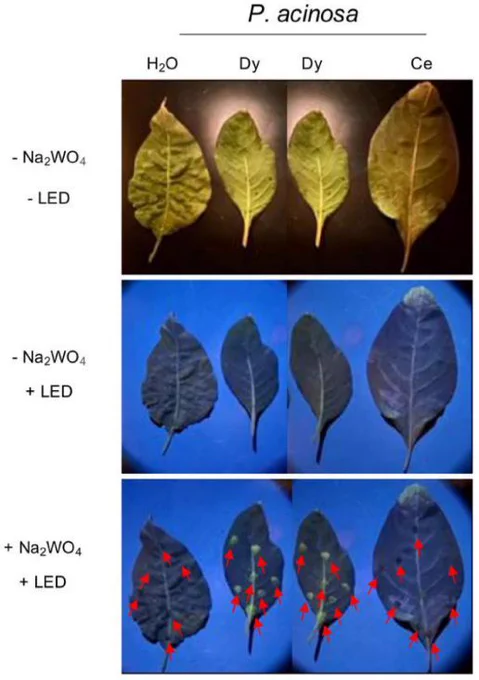Standoff detection of Dy uptake in plant leaves. Fluorescence from P. acinosa leaves incubated with water (H2O), Ce, and Dy, captured by a smartphone camera. Image panels are as follows: Top panel, − Na2WO4, − LED: an image of punctured leaves before Na2WO4 treatment and 275-nm LED exposure. Middle panel, − Na2WO4,   LED: an image of punctured leaves, before Na2WO4 treatment exposed to the 275-nm LED light. Bottom panel,   Na2WO4,   LED: an image of fluorescence from punctured leaves treated with Na2WO4 exposed to 275-nm LED light. Arrows indicate where Na2WO4 treatments were placed.