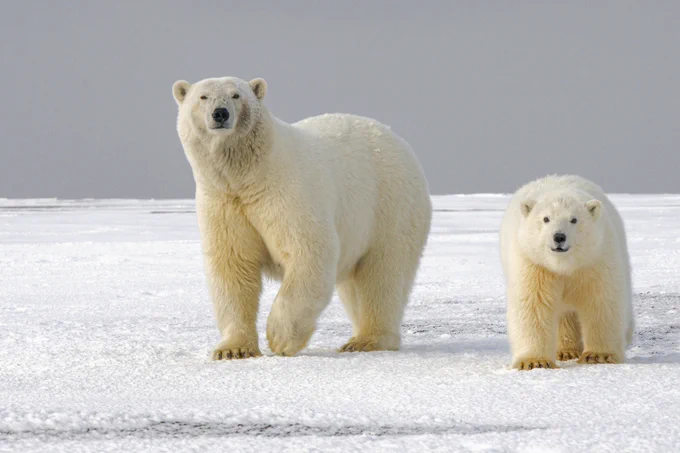 Two polar bears on an ice sheet. Photo by Hans-Jurgen Mager via UnSplash.