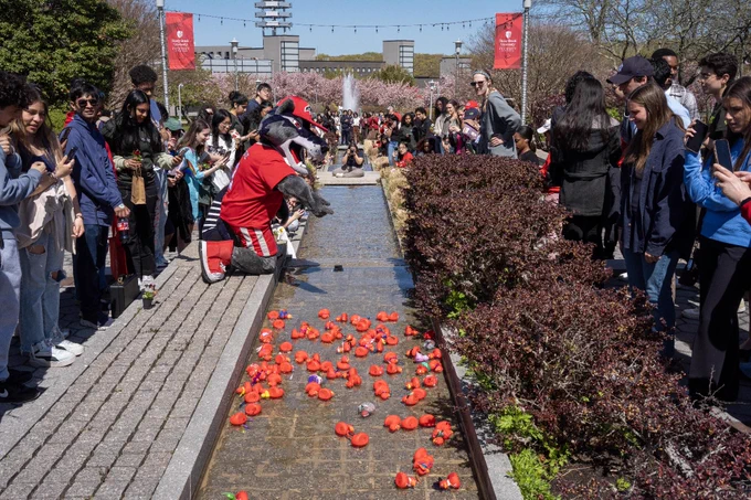 A crowd gathers around a long rectangular fountain, filled with many small, red rubber ducks floating on the water. People are taking photos and seem to be enjoying the scene. In the background, there's the Wang Center with a few trees and banners displaying the name "Stony Brook University. Wolfie is there watching the ducks race down the fountain.