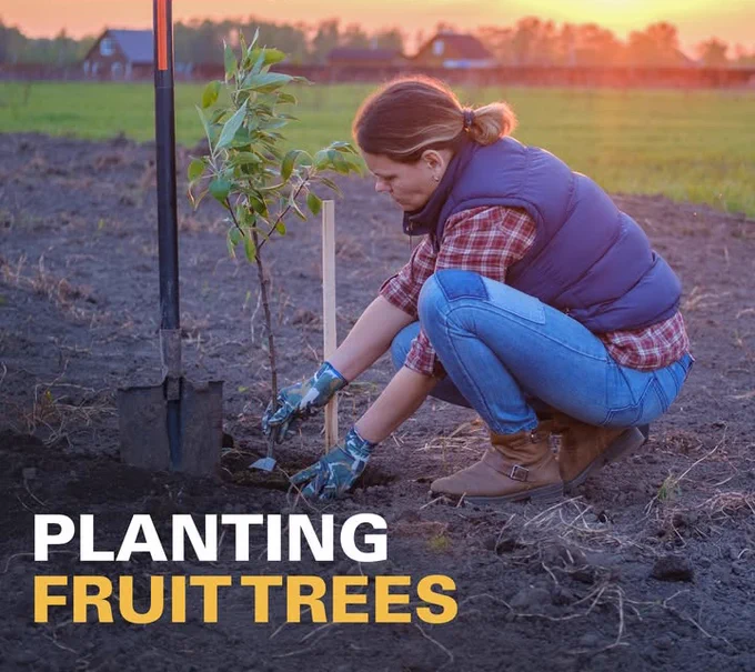 Promotional image for Iowa State University Extension and Outreach's "Organic Apple Production in Iowa" guide.