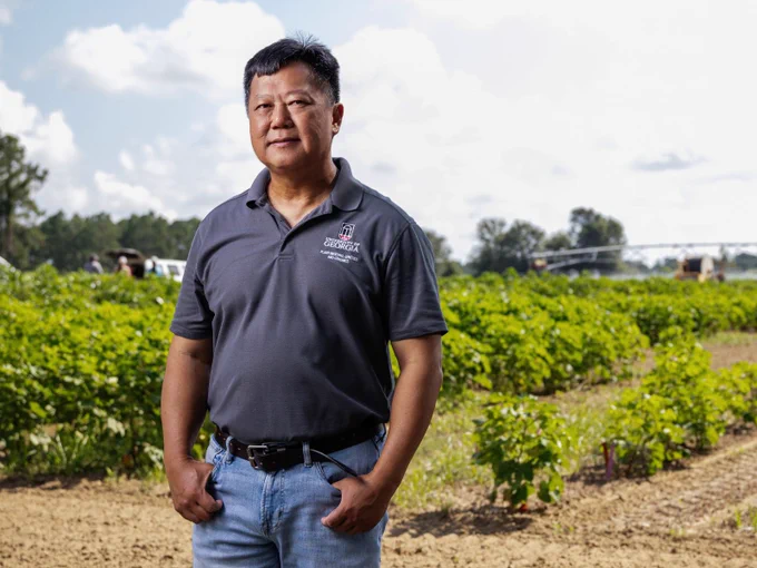 An individual in a grey polo with a University of Georgia logo and jeans standing in front of a lush cotton field on a sunny day.
