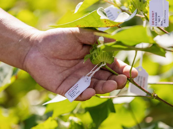 A hand gently holds a cotton plant with multiple white tags attached to it. The background is filled with green leaves and other parts of the plant, softly blurred in the sunlight.