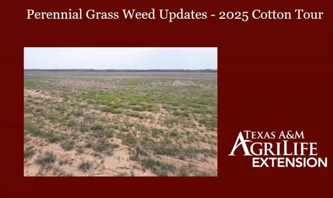 Weed Management - Where's the Best ROI and Perennial Grass Control?