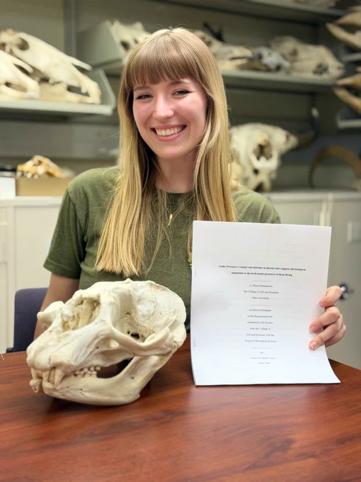 Graduating Ohio University senior Grace Vance holds her complete and submitted senior honors thesis on cranial vascular adaptations for deep diving in seals. In front of her on a table is the skull of an adult male hooded seal.