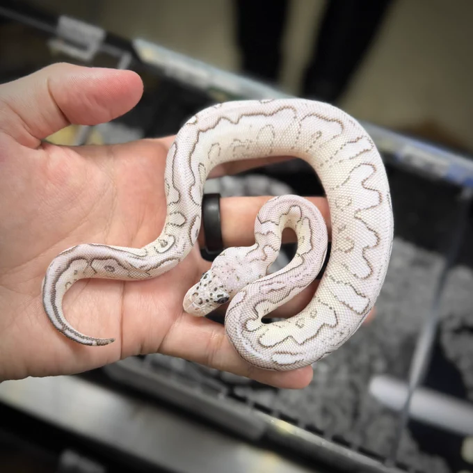 Pasel VPI True Clown♀