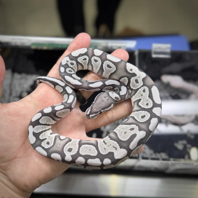 VPI True Ghost het Clown♂