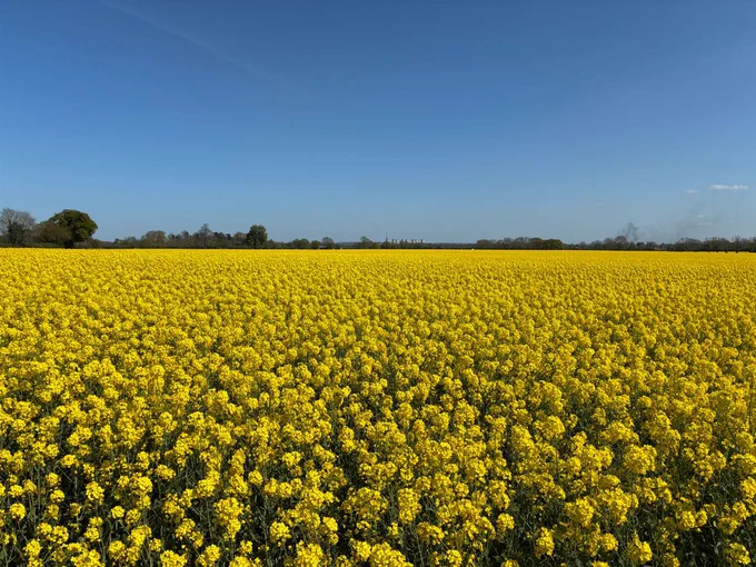 Field of OSR
