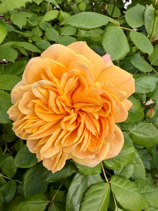 Close-up photograph of a golden orange rose in bloom, surrounded by green leaves, used as the source image for the AI colour-swatch experiment.
