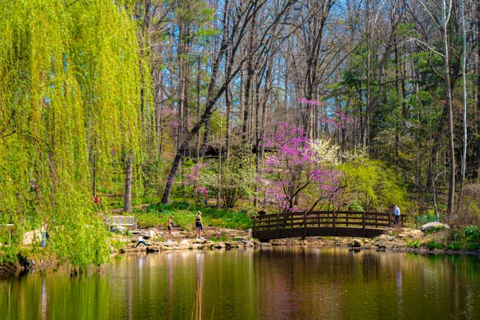A photo overlooking a pond with a bridge crossing it, with two people walking along a distant trail and green trees with pink flowers surrounding the bridge.
