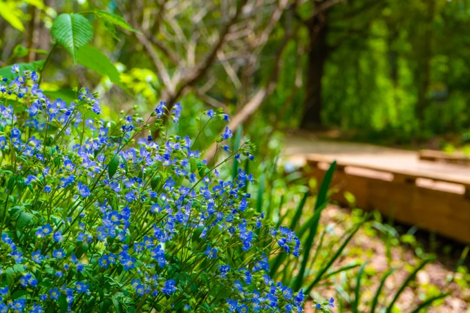 A close-up of blue flowers in the left hand corner, with blurred trees and a walkway in the background.