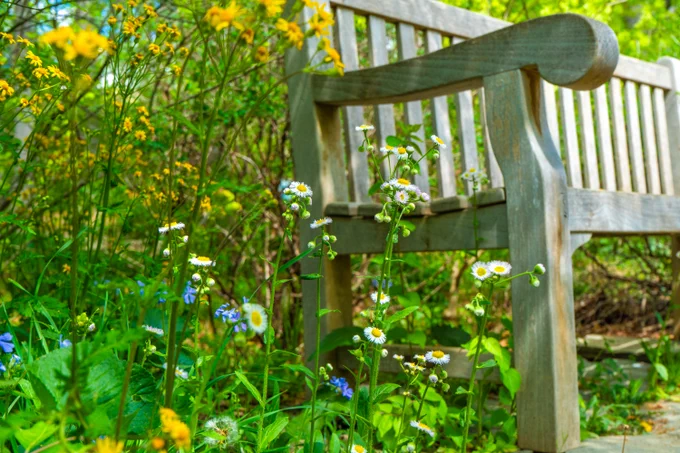 Yellow and blue flowers next to a wooden bench, with green leaves and yellow flowers behind the bench.