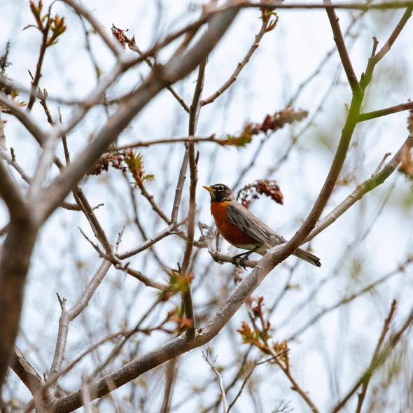 A bird perched on a tree branch.