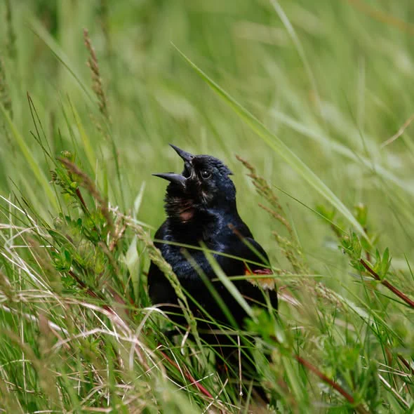 A black bird perched amid tall, vibrant green grass. 