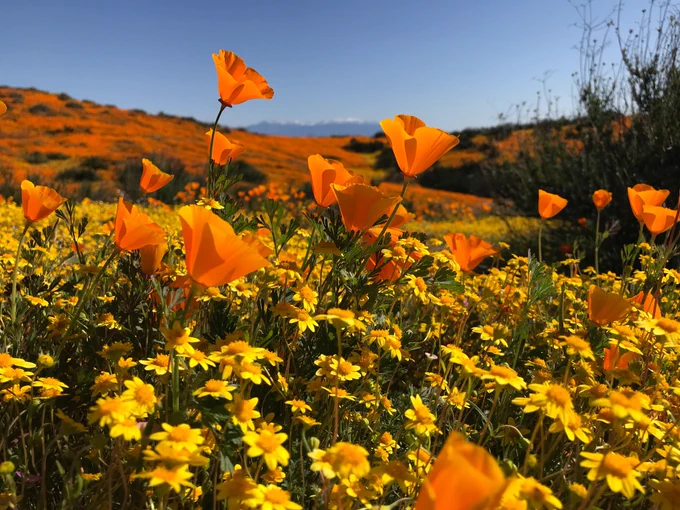 Orange and yellow wildflowers with orange California poppies cover the rolling hills with a blue sky above. 