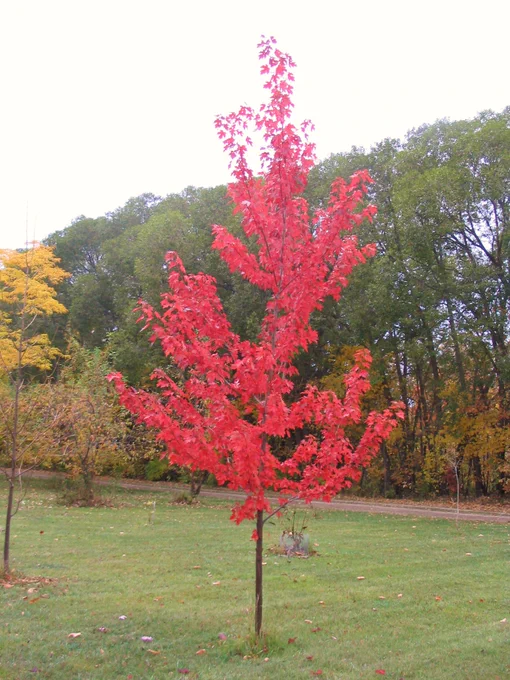 Maples are one of the most common tree requests at garden centres every spring. Hands down, Autumn Blaze is one of the most popular maple tree varieties. But is it the right maple tree for your soil type? Sheldon Falk, Falk Nurseries, trials dozens of maple trees over 10-year periods. In my column today, he shares tips on some of the top maple trees for cold climates along with best practices to ensure success in your landscape.