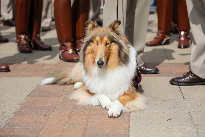 Reveille X is lying on a paved area surrounded by people in uniform, with their legs visible. The dog seems calm and content.