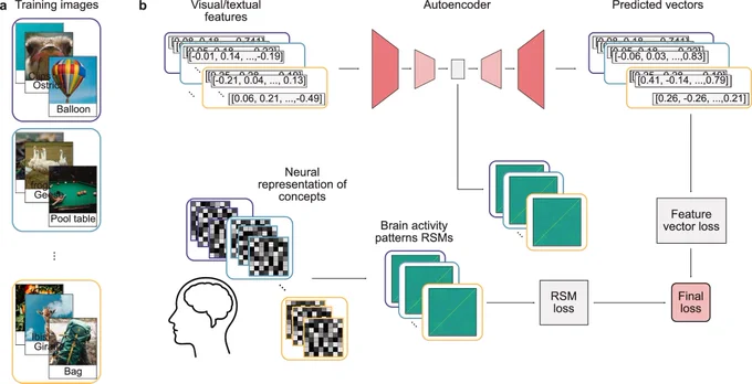 Fig. 1: Examples of the visual stimuli and workflow of the brain-aligning framework.