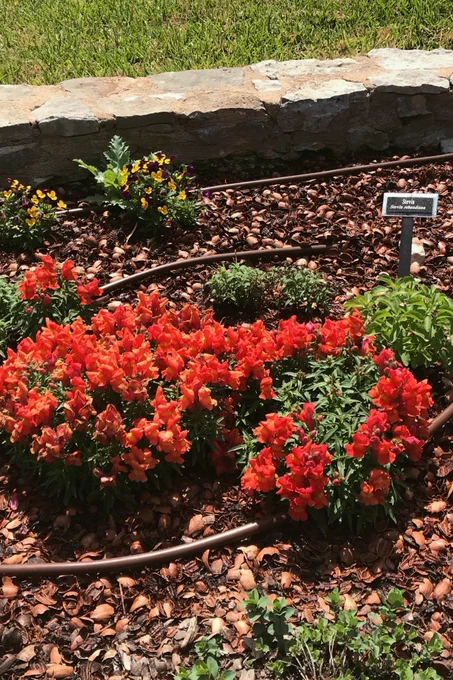 Bright red and yellow flowers blooming at Zilker Botanical Garden in Austin, TX