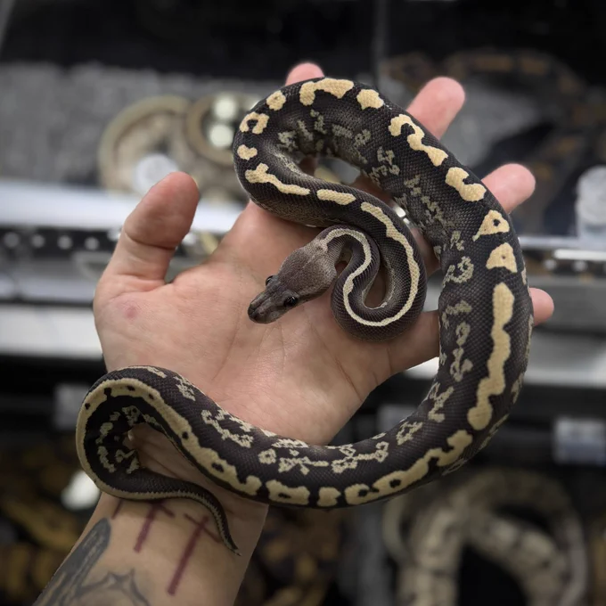 Black Pastel Acid DG♂