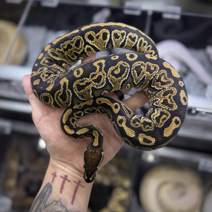 Hurricane Dh Monsoon DG(White Ghost Line)♀