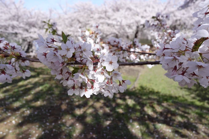 Blue sky and cherry blossoms in full bloom.