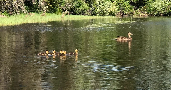 An adult duck followed by several baby ducks swimming on a river.