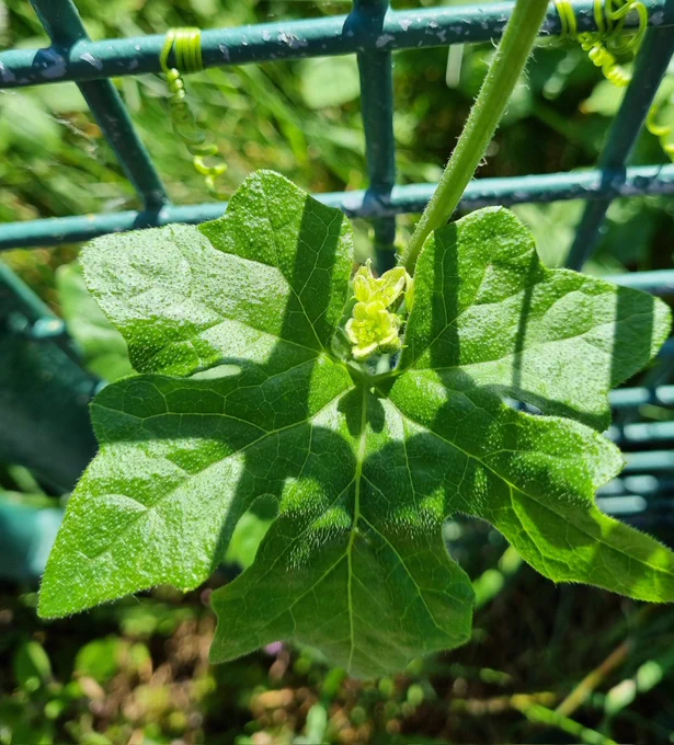 Centre of picture 2 small pale yellow-green flowers with large fluted green leaf around them. Tendril wound firmly around green metal fencing behind.