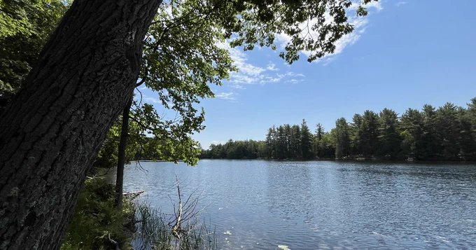 A serene lake scene with calm water reflecting the clear blue sky, surrounded by dense trees. A large tree trunk is in the foreground on the left, and the shoreline is dotted with grasses and shrubs.