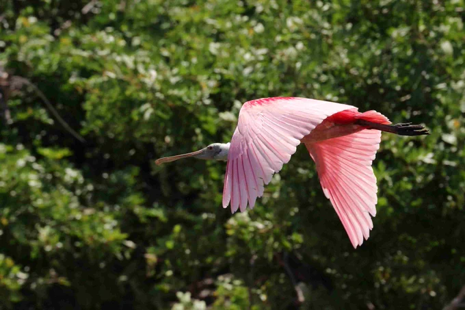 A roseate spoonbill flies past lush green foliage, catching the sunlight mid stroke.
