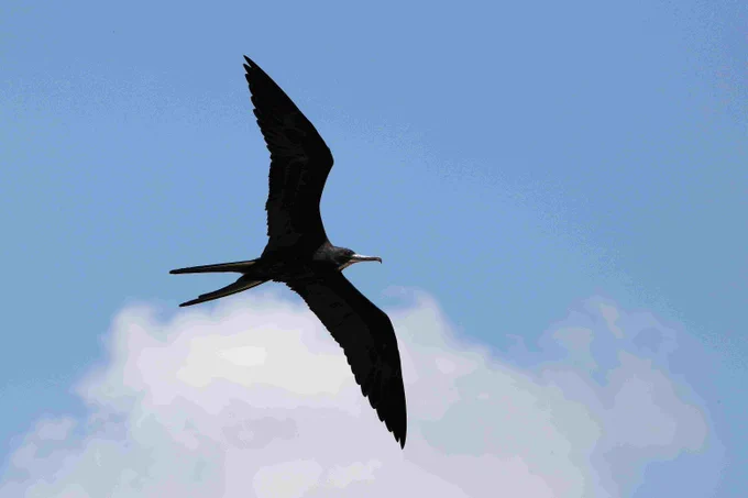 A silhouetted frigate bird glides effortlessly across the sky, its long wings cutting a sharp shape against the clouds.