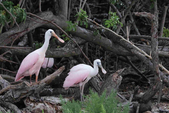 Two roseate spoonbills perch among fallen mangrove branches near the shore.