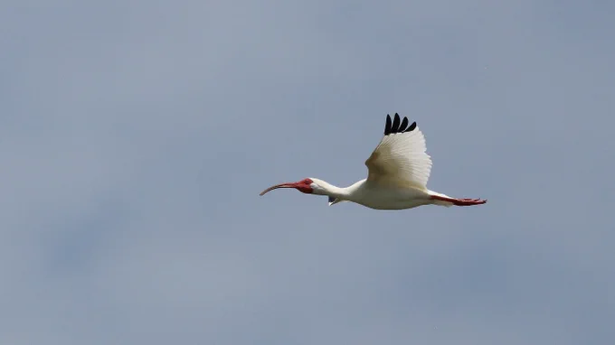 A white ibis sweeps past with outstretched wings, its red bill and wingtips standing out against the soft gray sky.