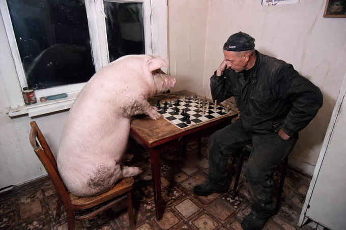 AI: Pig playing chess against a Human
