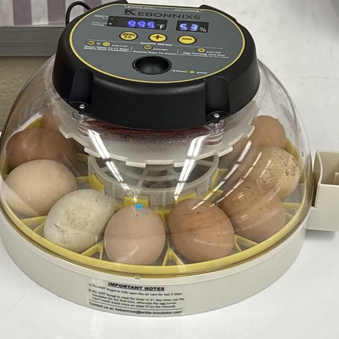 Phipps' eggs