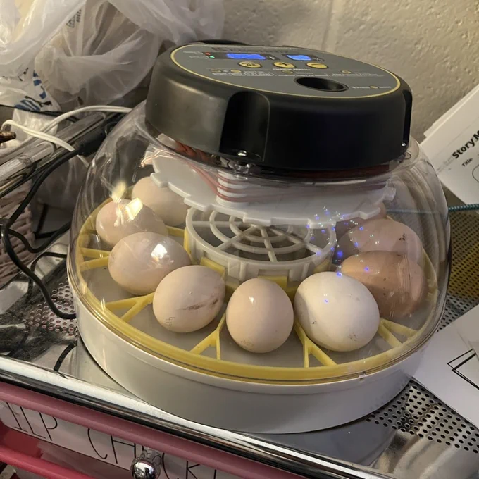 leech’s eggs
